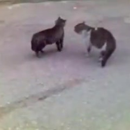 RGB keyframe of two cats